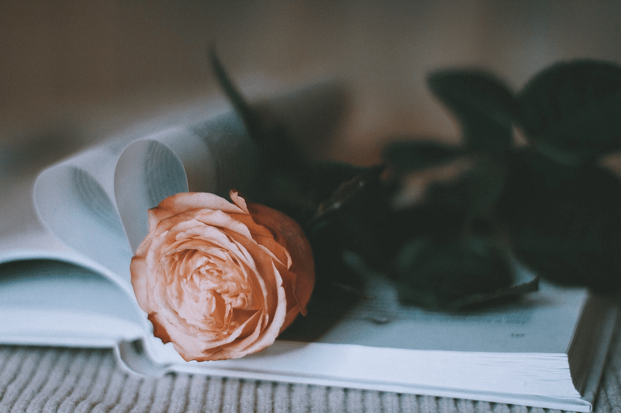 Rose placed on an open book with pages forming a heart shape.